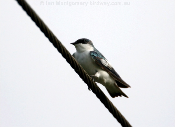 White-winged Swallow white_winged_swallow_24100.psd