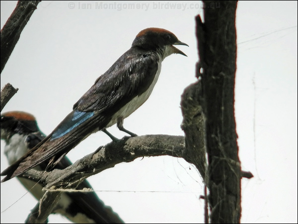 Wire-tailed Swallow wire_tailed_swallow_19797.jpg