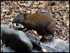 musky_rat_kangaroo_80375