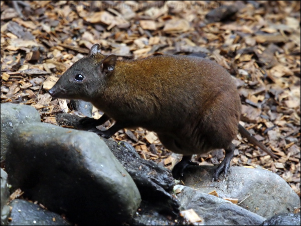 Musky Rat-kangaroo musky_rat_kangaroo_80375.psd