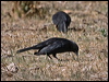 austral_blackbird_207130