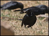 austral_blackbird_207140