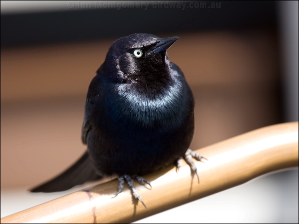 Brewer's Blackbird brewers_blackbird_66312.jpg