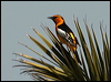 Click here to enter gallery and see photos/pictures/images of Bullock's Oriole