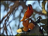 bullocks_oriole_69495