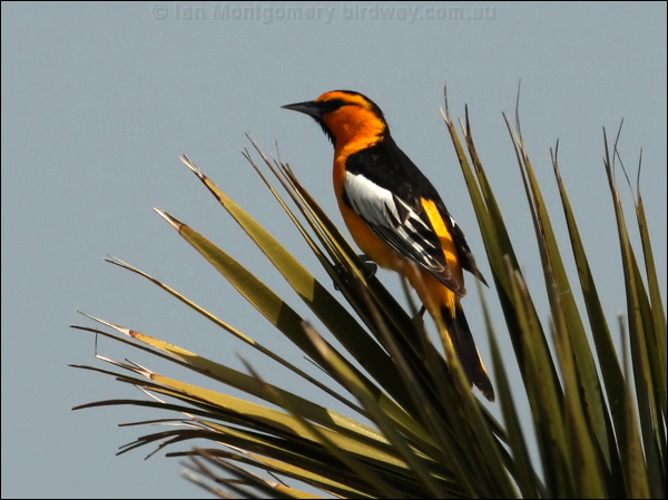 Bullock's Oriole bullocks_oriole_66196.jpg