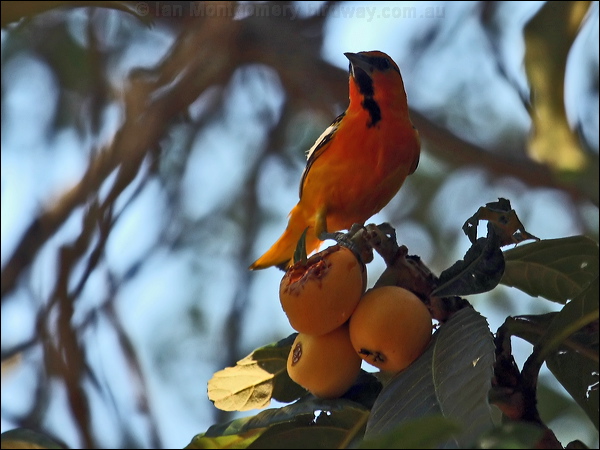 Bullock's Oriole bullocks_oriole_69495.psd