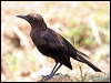 carib_grackle_21432