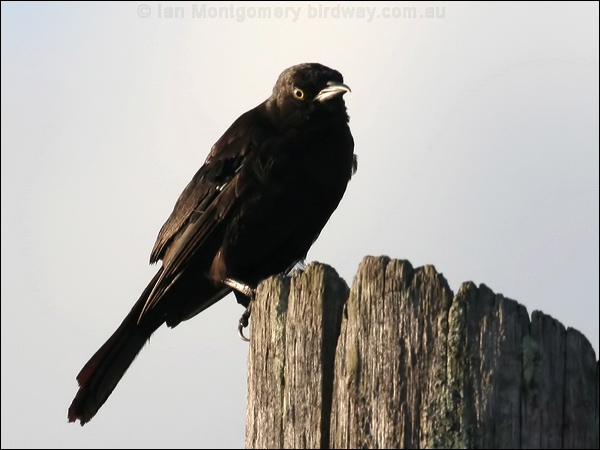 Carib Grackle carib_grackle_20707.psd