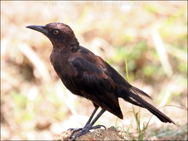 Carib Grackle carib_grackle_21432.psd