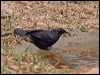 chopi_blackbird_206201