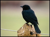 chopi_blackbird_206498