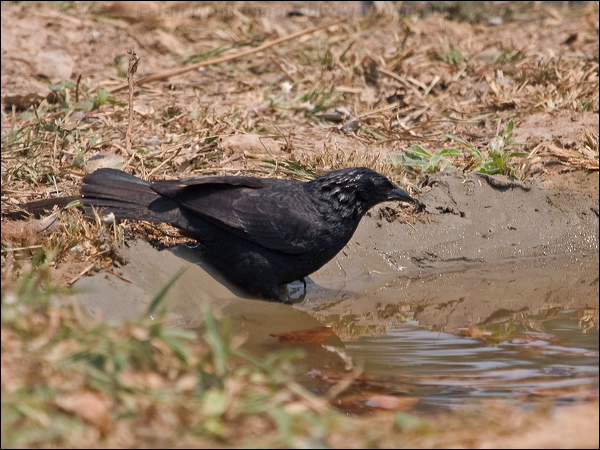 Chopi Blackbird chopi_blackbird_206201.psd