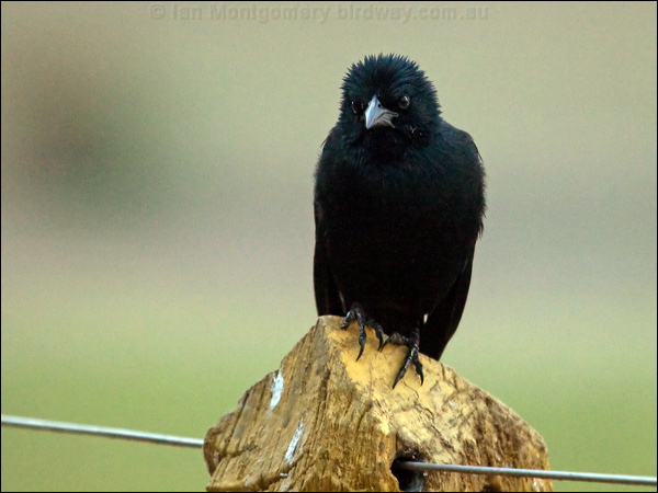 Chopi Blackbird chopi_blackbird_206492.psd