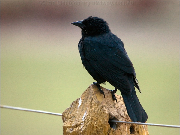 Chopi Blackbird chopi_blackbird_206498.psd
