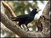 crested_oropendola_202225