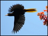 crested_oropendola_21551