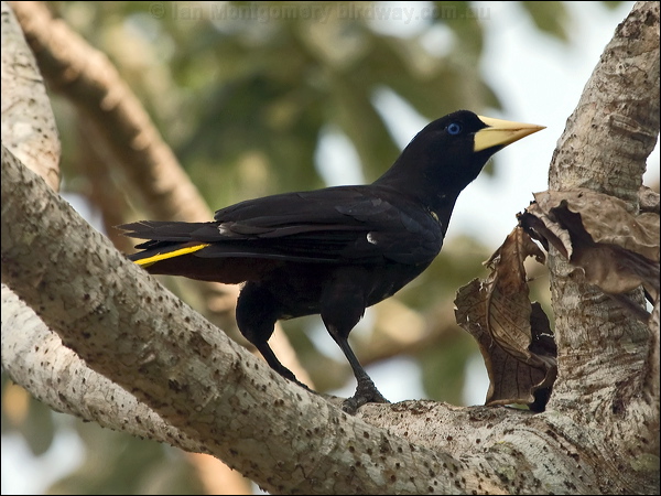Crested Oropendula crested_oropendola_202225.psd
