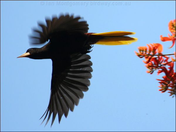Crested Oropendula crested_oropendola_21551.psd