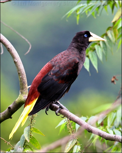 Crested Oropendula crested_oropendola_24198.psd