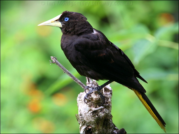 Crested Oropendula crested_oropendola_24232.psd