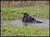 giant_cowbird_202520