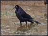 giant_cowbird_203169