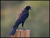 giant_cowbird_203257