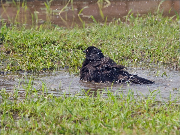 Giant Cowbird giant_cowbird_202520.psd