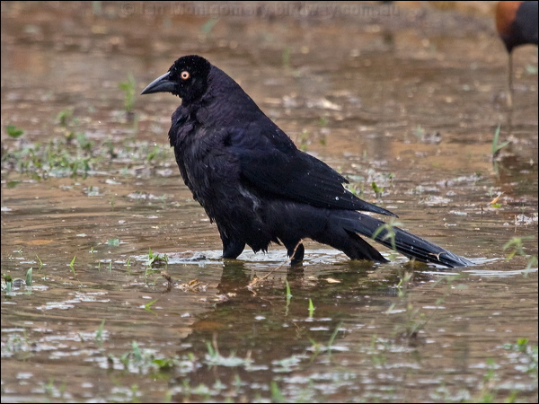 Giant Cowbird giant_cowbird_203169.psd