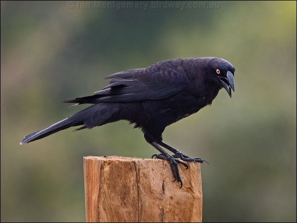 Giant Cowbird giant_cowbird_203171.psd