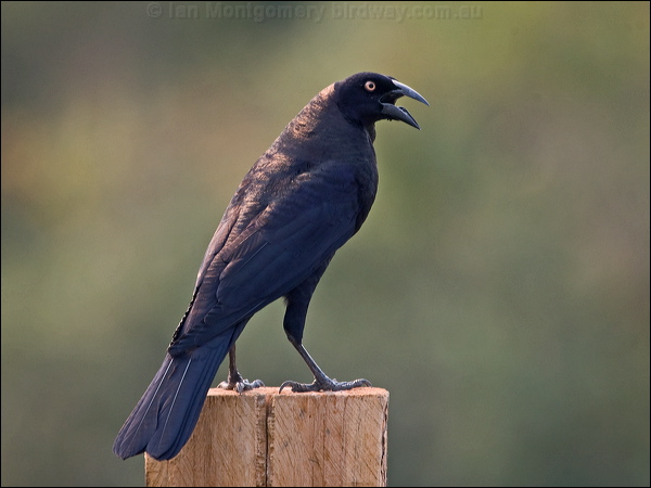 Giant Cowbird giant_cowbird_203257.psd
