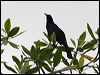 great_tailed_grackle_27136