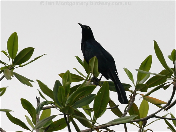 Great-tailed Grackle great_tailed_grackle_27136.psd