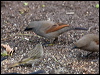 Click here to enter gallery and see photos/pictures/images of Greyish Baywing