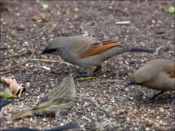 Greyish Baywing greyish_baywing_202230.psd