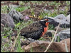 longtail_meadowlark_208645