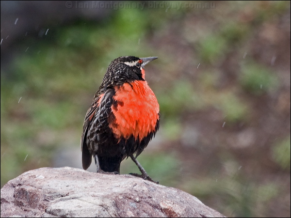 Long-tailed Meadowlark longtail_meadowlark_208681.psd