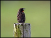 redbreast_blackbird_23949