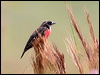 redbreast_blackbird_24143