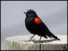 red_wing_blackbird_66184