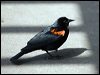 red_wing_blackbird_66308