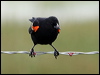 red_wing_blackbird_67975