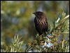 red_wing_blackbird_68752