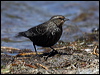 red_wing_blackbird_68966