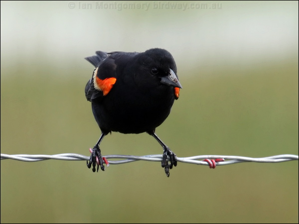 Red-winged Blackbird red_wing_blackbird_67975.psd