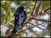 shiny_cowbird_202363