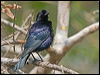 shiny_cowbird_202510