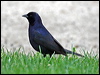 shiny_cowbird_27891