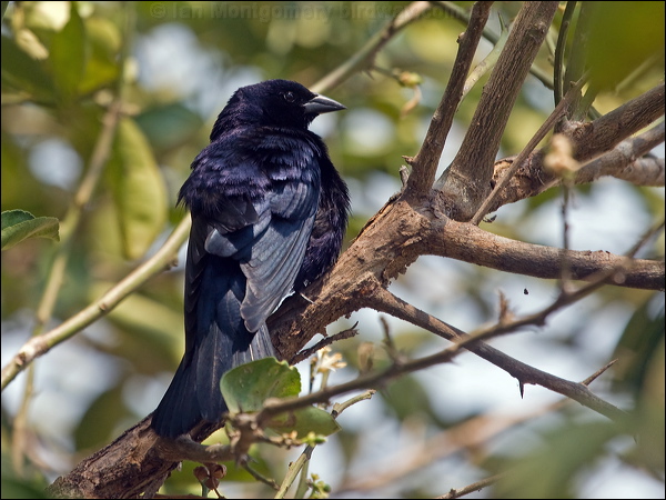 Shiny Cowbird shiny_cowbird_202363.psd